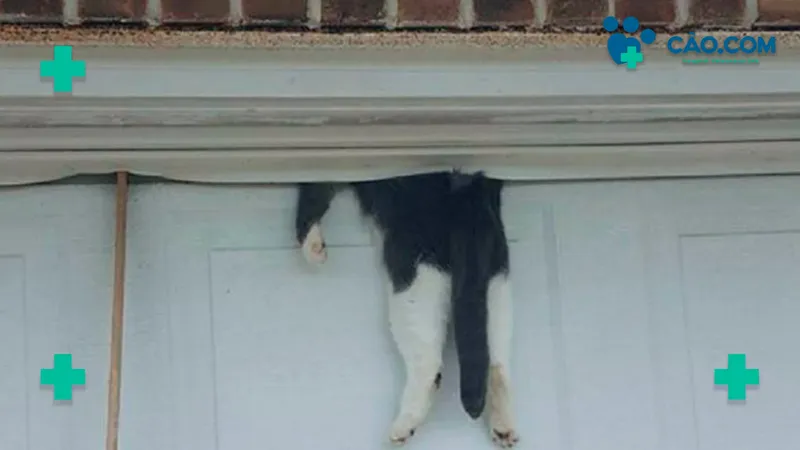 7 ou 9? Quantas Vidas tem um Gato?