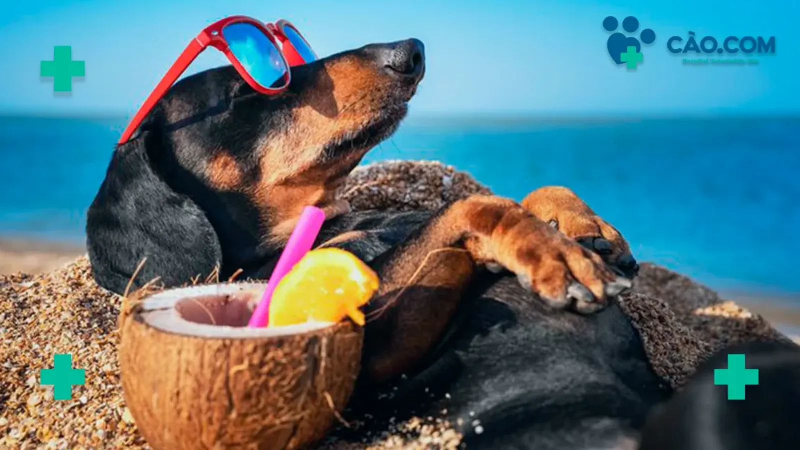 Floripa Petfriendly: Curta Florianópolis junto com o seu Cão