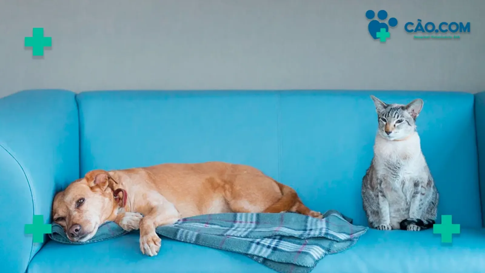 Novembro Azul: o Câncer de Próstata em Cães tem Prevenção