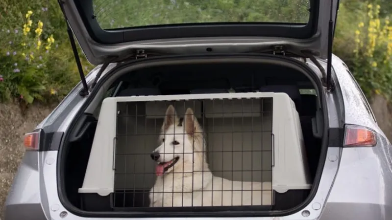 Garanta a Segurança do Pet na Viagem de fim de ano