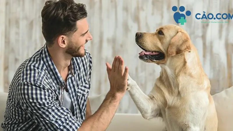 Check-up Veterinário: Com que frequência seu cão deve ir ao veterinário?