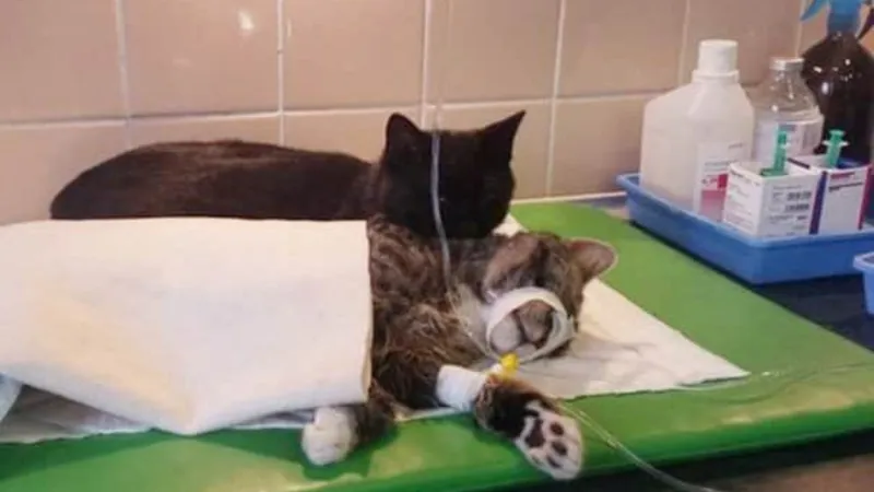 Conheça a Gata Enfermeira
