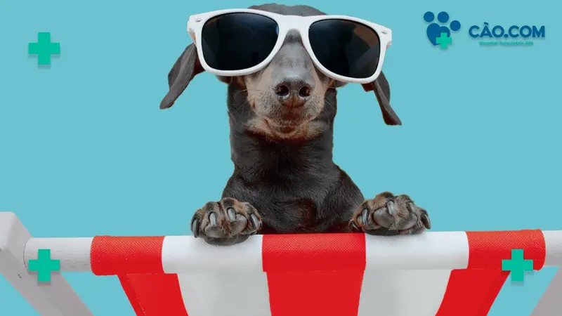 Cuidados com os Pets no Verão
