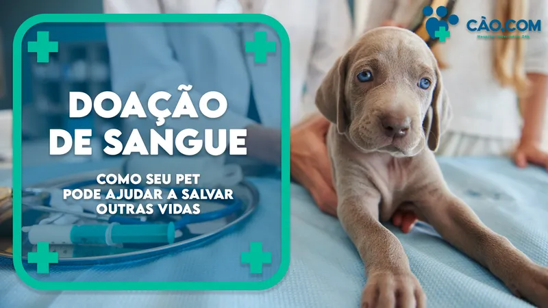 Doação de Sangue Animal: seu Pet pode ajudar a salvar vidas