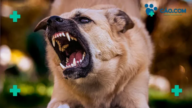 Quando vacinar seu Pet contra a Raiva? Veja o Calendário Antirrábico