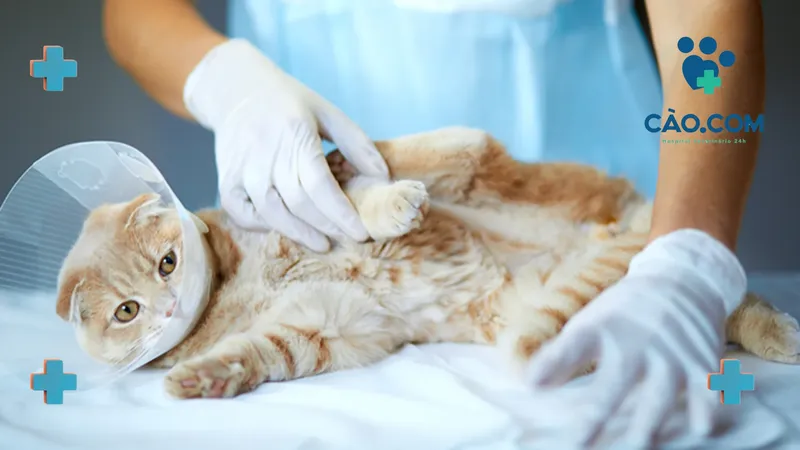 Saúde reprodutiva animal: o que seu pet não te conta sobre o câncer de mama