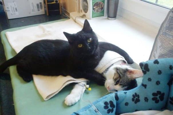 Cao com veterinarios gata enfermeira