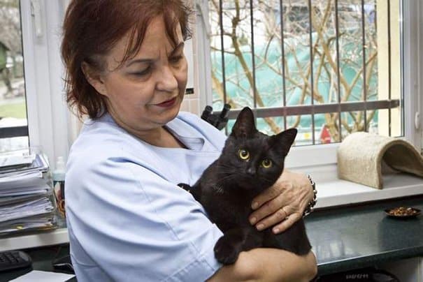 Clinica hospital veterinario florianopolis horas cao com gato enfermeiro cuida dos outros animais doentes
