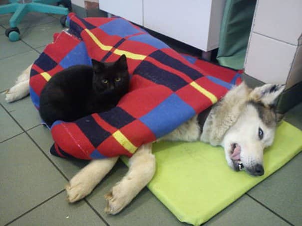 Clinica hospital veterinario florianopolis horas cao com gato enfermeiro cuida dos outros animais doentes