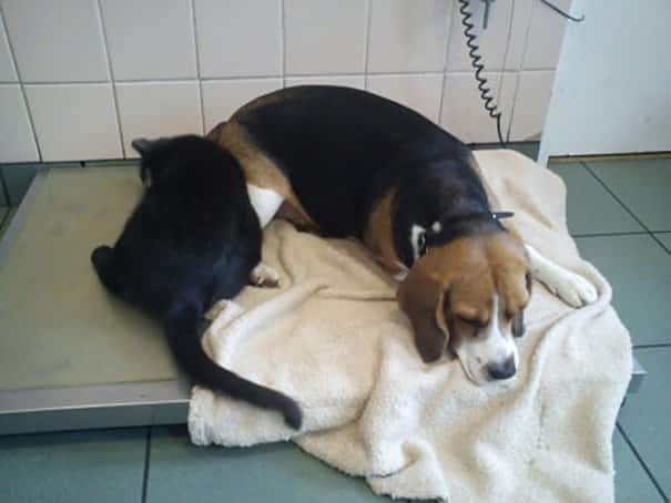 Clinica hospital veterinario florianopolis horas cao com gato enfermeiro cuida dos outros animais doentes