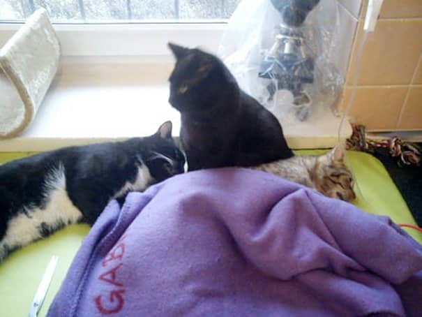 Gato enfermeiro cuida dos outros animais doentes
