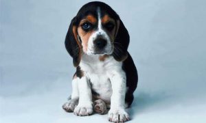 Como-Nascem-Os-Cachorros-14