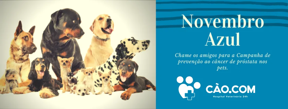 Novembro Azul coa com clinica veterinaria florianopolis