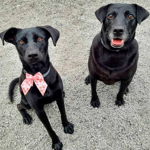 Chico e cacau mascotes