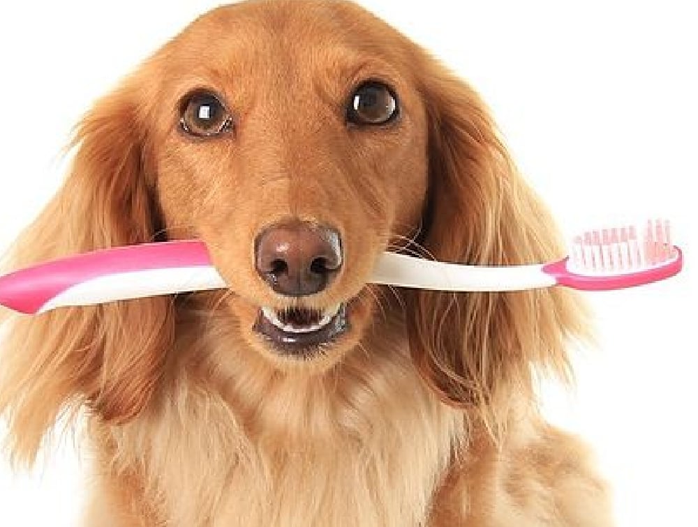 Clinica hospital veterinario florianopolis horas cao com produtos higiene pet