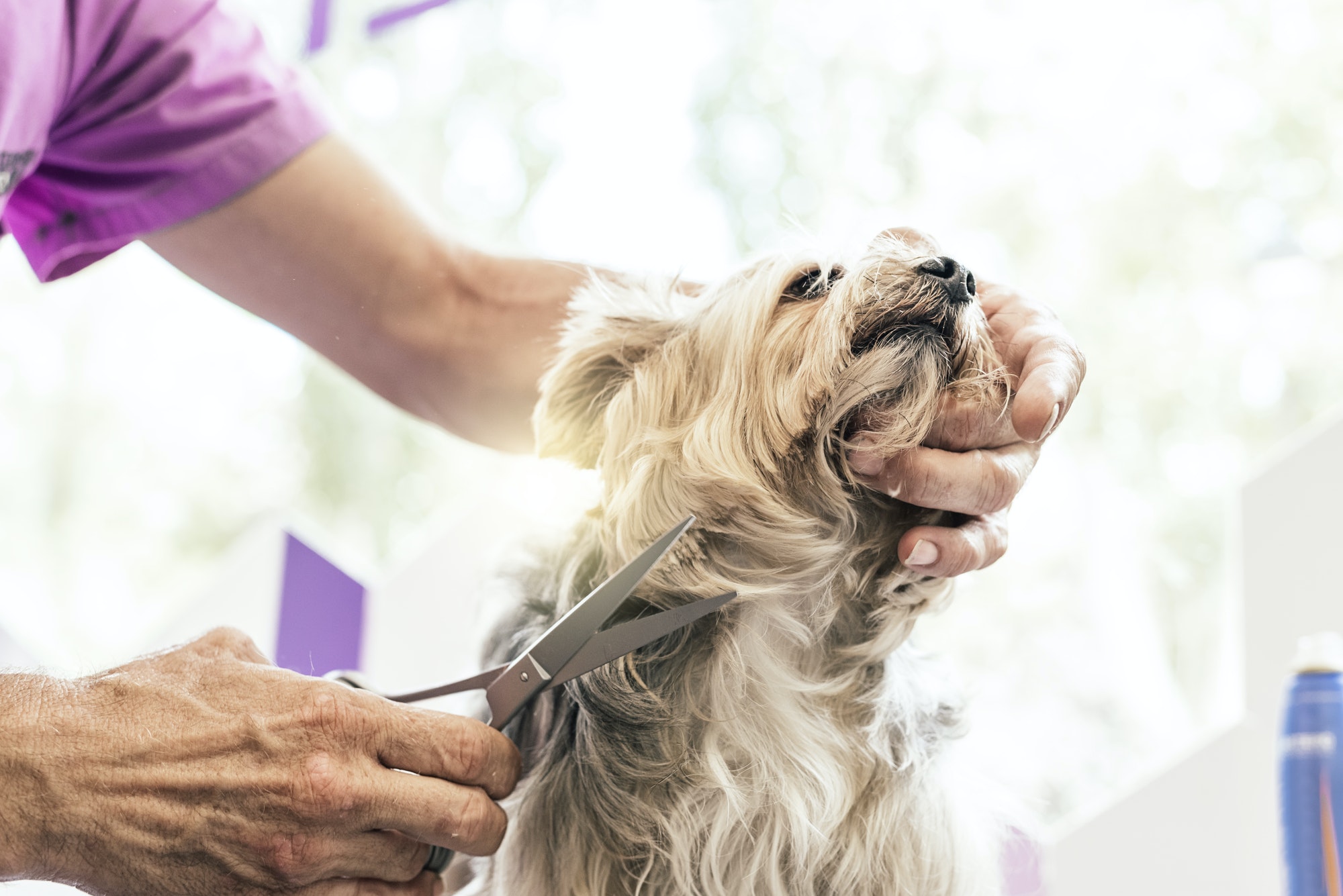 Grooming a little dog
